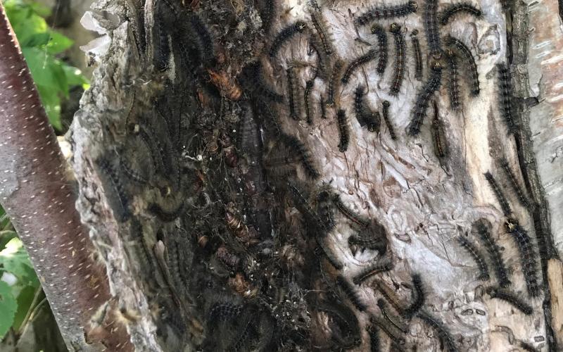 Spongy Moth Quarantine | Minnesota Department of Agriculture